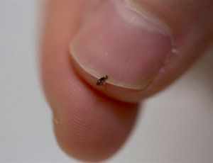 flea-control-pests