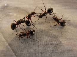 ants-pests